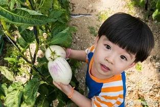 娱乐吃瓜酱农村小名,一场别开生面的乡村趣味故事