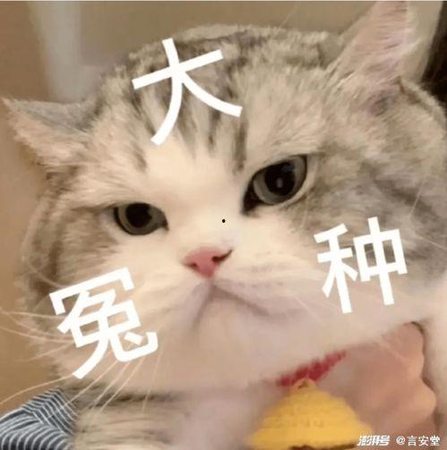 娱乐吃瓜酱幼崽,揭秘娱乐圈萌娃们的成长故事